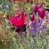 Black Fuchsia Live Plant – 5" Pot – 10-14" Tall Shrub – Red & Purple Blooms - Image 1