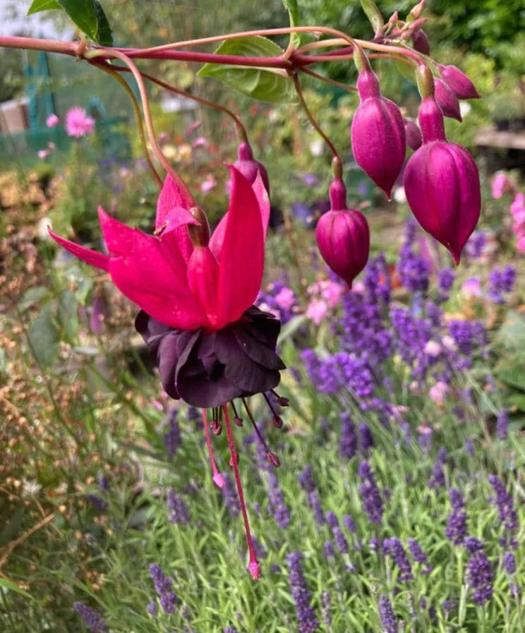 Black Fuchsia Live Plant – 5" Pot – 10-14" Tall Shrub – Red & Purple Blooms - Image 1