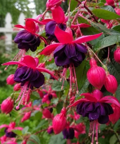 Black Fuchsia Live Plant – Dark Flower Fuchsia – 4-6 inch Tall – 5 Inch Pot – Indoor/Outdoor - Image 3