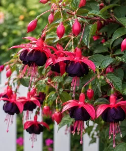 Black Fuchsia Live Plant – Dark Flower Fuchsia – 4-6 inch Tall – 5 Inch Pot – Indoor/Outdoor - Image 5