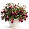 Black Fuchsia Live Plant – Dark Flower Fuchsia – 4-6 inch Tall – 5 Inch Pot – Indoor/Outdoor - Image 1