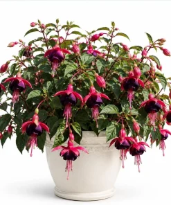 Black Fuchsia Live Plant – Dark Flower Fuchsia – 4-6 inch Tall – 5 Inch Pot – Indoor/Outdoor - Image 1