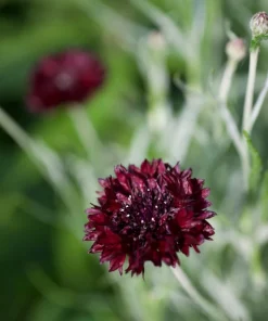 Black Garnet Bachelor's Button Cornflower Seeds - 25 Seeds - Image 10