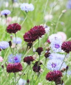 Black Garnet Bachelor's Button Cornflower Seeds - 25 Seeds - Image 11