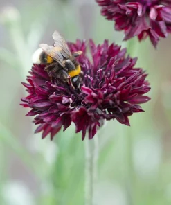 Black Garnet Bachelor's Button Cornflower Seeds - 25 Seeds - Image 12