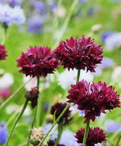 Black Garnet Bachelor's Button Cornflower Seeds - 25 Seeds - Image 2