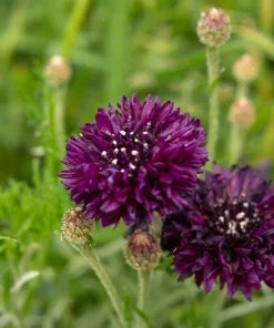 Black Garnet Bachelor's Button Cornflower Seeds - 25 Seeds - Image 4
