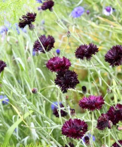 Black Garnet Bachelor's Button Cornflower Seeds - 25 Seeds - Image 5