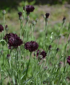 Black Garnet Bachelor's Button Cornflower Seeds - 25 Seeds - Image 6