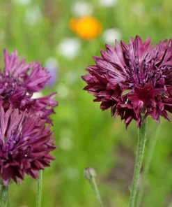 Black Garnet Bachelor's Button Cornflower Seeds - 25 Seeds - Image 7