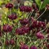 Black Garnet Bachelor's Button Cornflower Seeds - 25 Seeds - Image 1