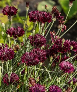 Black Garnet Bachelor's Button Cornflower Seeds - 25 Seeds - Image 1