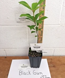 Black Gum Tree Live Plant – Nyssa sylvatica – 1 Quart Pot 6-12