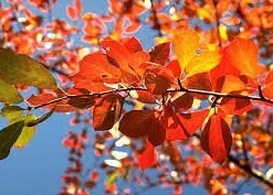 Black Gum Tree Live Plant – Nyssa sylvatica – 1 Quart Pot 6-12