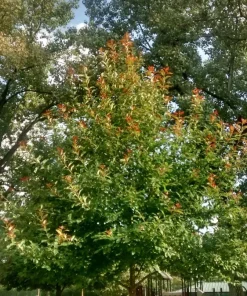 Black Gum Tree Live Plant – Nyssa sylvatica – 1 Quart Pot 6-12