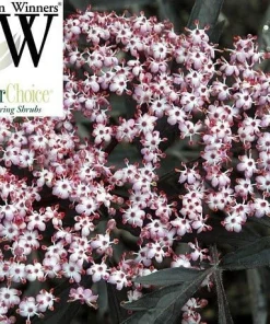 Black Lace Elderberry Live Plant - Sambucus nigra 'Eva' - 4 inch Pot - Image 2