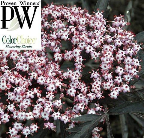 Black Lace Elderberry Live Plant - Sambucus nigra 'Eva' - 4 inch Pot - Image 2