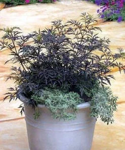 Black Lace Elderberry Live Plant - Sambucus nigra 'Eva' - 4 inch Pot - Image 3