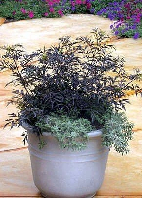 Black Lace Elderberry Live Plant - Sambucus nigra 'Eva' - 4 inch Pot - Image 3