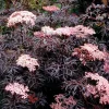 Black Lace Elderberry Live Plant - Sambucus nigra 'Eva' - 4 inch Pot - Image 1