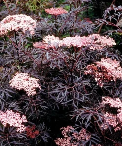 Black Lace Elderberry Live Plant - Sambucus nigra 'Eva' - 4 inch Pot - Image 1