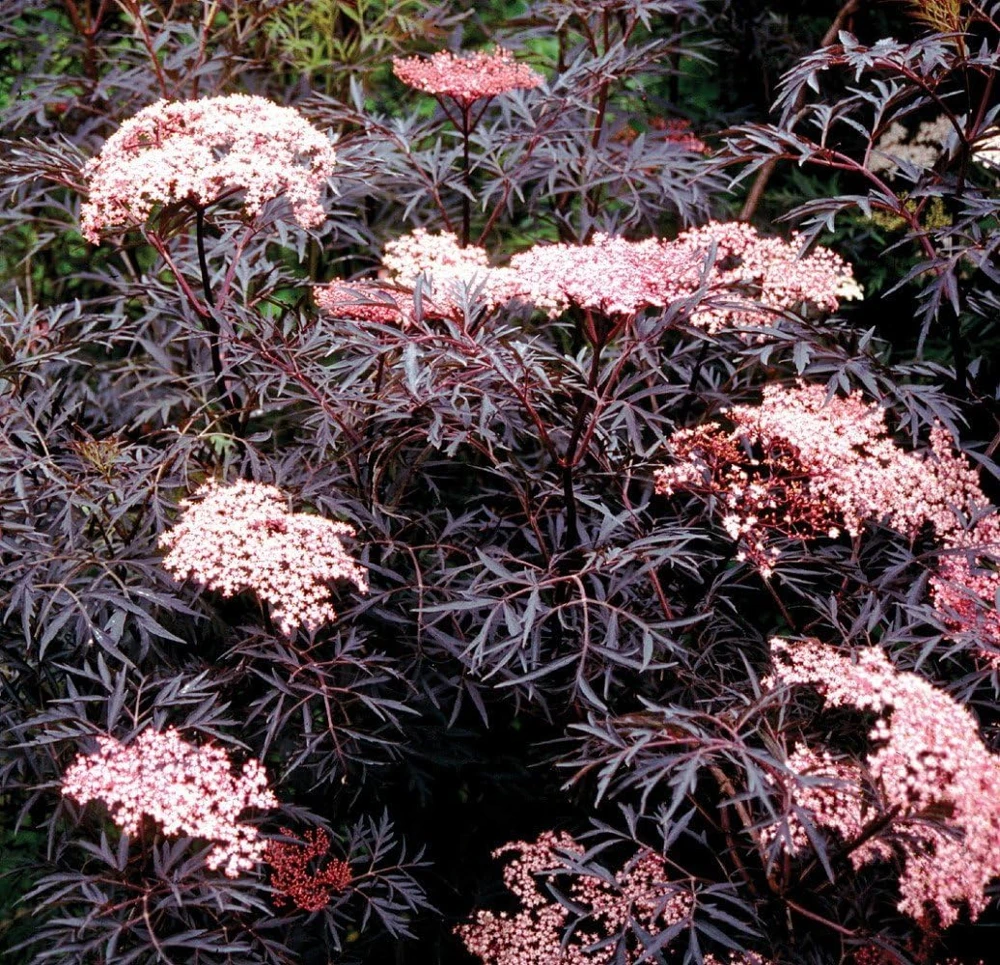 Black Lace Elderberry Live Plant - Sambucus nigra 'Eva' - 4 inch Pot - Image 1