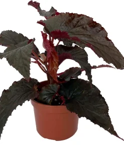 Black Magic Begonia Live Plant - 3.7" Pot - Exotic Indoor Houseplant - Image 2
