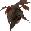 Black Magic Begonia Live Plant - 3.7" Pot - Exotic Indoor Houseplant - Image 1
