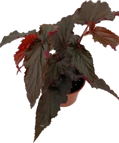 Black Magic Begonia Live Plant - 3.7