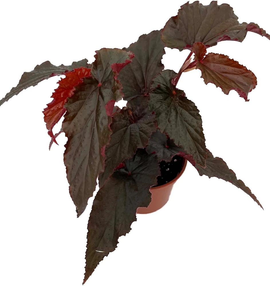 Black Magic Begonia Live Plant - 3.7" Pot - Exotic Indoor Houseplant - Image 1