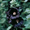 Black Nigra Hollyhock Seeds – 30 Seeds – Dramatic Black Blooms – Alcea - Image 1