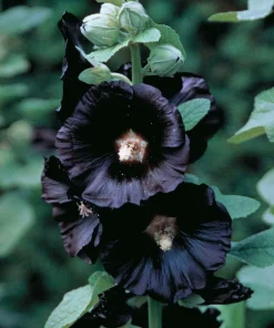 Black Nigra Hollyhock Seeds – 30 Seeds – Dramatic Black Blooms – Alcea - Image 1