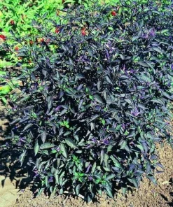 Black Olive Hot Pepper Seeds - Ornamental & Edible - 10 Seed Pack - Image 2