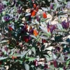 Black Olive Hot Pepper Seeds - Ornamental & Edible - 10 Seed Pack - Image 1