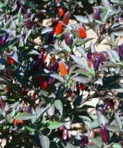 Black Olive Hot Pepper Seeds - Ornamental & Edible - 10 Seed Pack - Image 1