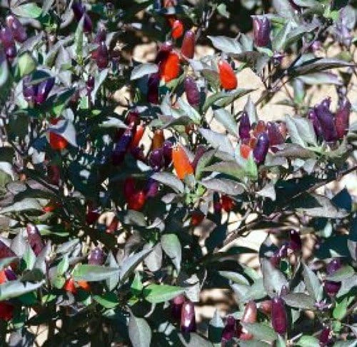 Black Olive Hot Pepper Seeds - Ornamental & Edible - 10 Seed Pack - Image 1
