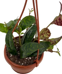 Black Pagoda Lipstick Vine Live Plant - Aeschynanthus longicaulis - 4