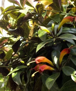 Black Pagoda Lipstick Vine Live Plant - Aeschynanthus longicaulis - 4