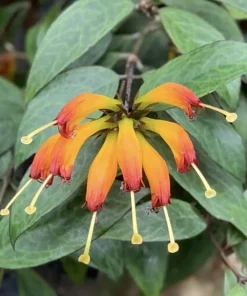 Black Pagoda Lipstick Vine Live Plant - Aeschynanthus longicaulis - 4