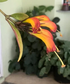 Black Pagoda Lipstick Vine Live Plant - Aeschynanthus longicaulis - 4