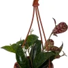 Black Pagoda Lipstick Vine Live Plant - Aeschynanthus longicaulis - 4" Mini Hanging Basket - Image 1