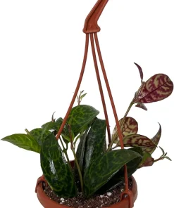 Black Pagoda Lipstick Vine Live Plant - Aeschynanthus longicaulis - 4