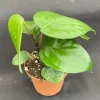 Black Peppercorn Live Plant – Piper Nigrum Vine – Grow Your Own Spices – Rooted in 3 inch Pot - Image 1