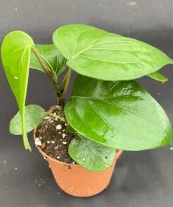 Black Peppercorn Live Plant – Piper Nigrum Vine – Grow Your Own Spices – Rooted in 3 inch Pot - Image 1