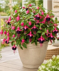Black-Pink Fuchsia Live Plant – 4-6 inch Tall, 5 Inch Pot – Indoor/Outdoor Flower - Image 4