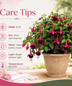 Black-Pink Fuchsia Live Plant – 4-6 inch Tall, 5 Inch Pot – Indoor/Outdoor Flower - Image 5