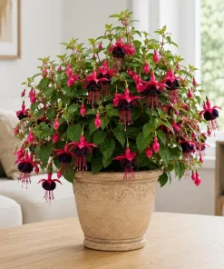 Black-Pink Fuchsia Live Plant – 4-6 inch Tall, 5 Inch Pot – Indoor/Outdoor Flower - Image 6