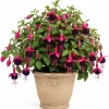Black-Pink Fuchsia Live Plant – 4-6 inch Tall, 5 Inch Pot – Indoor/Outdoor Flower - Image 1