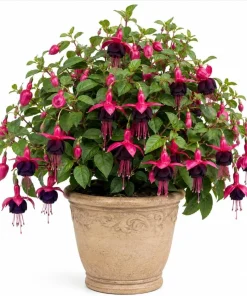 Black-Pink Fuchsia Live Plant – 4-6 inch Tall, 5 Inch Pot – Indoor/Outdoor Flower - Image 1
