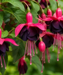Black-Pink Fuchsia Plant - Live Tree, 4-6 inch Tall, 5 Inch Pot, Outdoor - Image 3